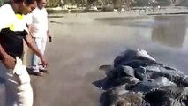 Une créature marine non identifiée s'est échouée sur une plage au Mexique