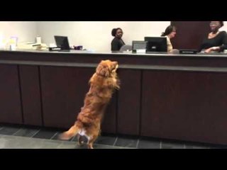 Gracie the Official Golden Greeter