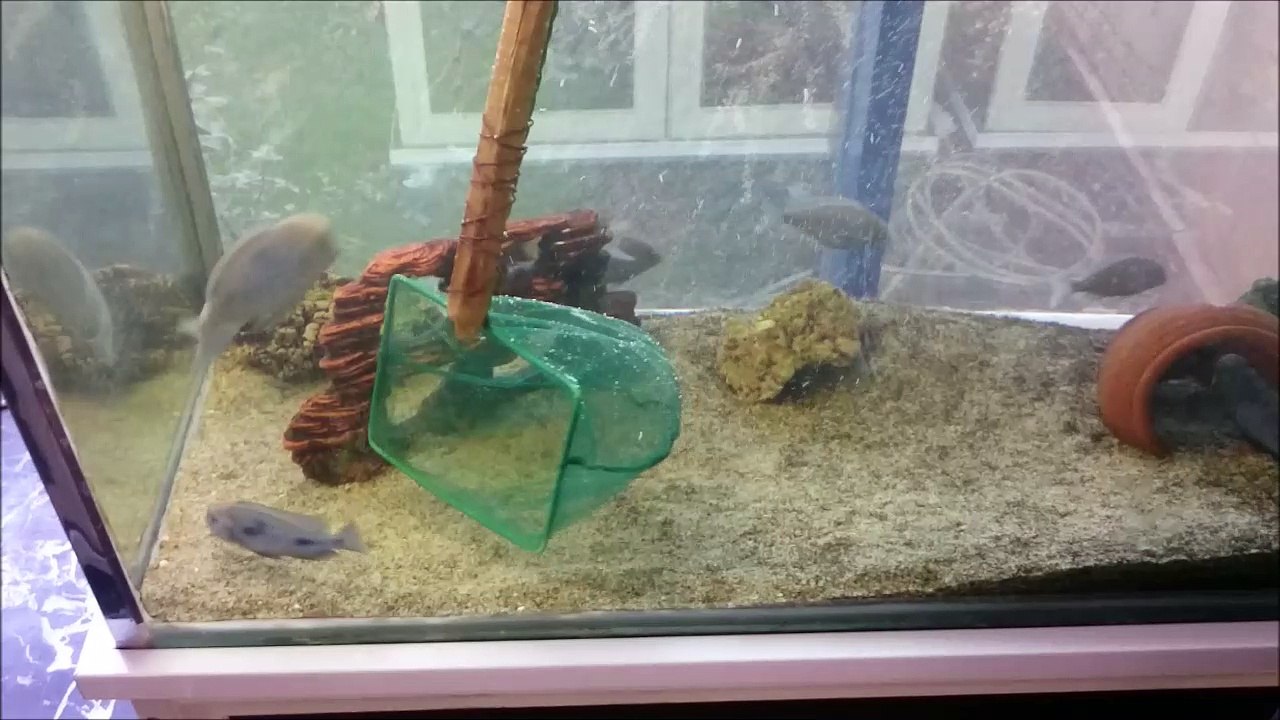 2 Yunus Ciklet'ten 119 Yavru Aldık. Yunus Ciklet Kusturma...