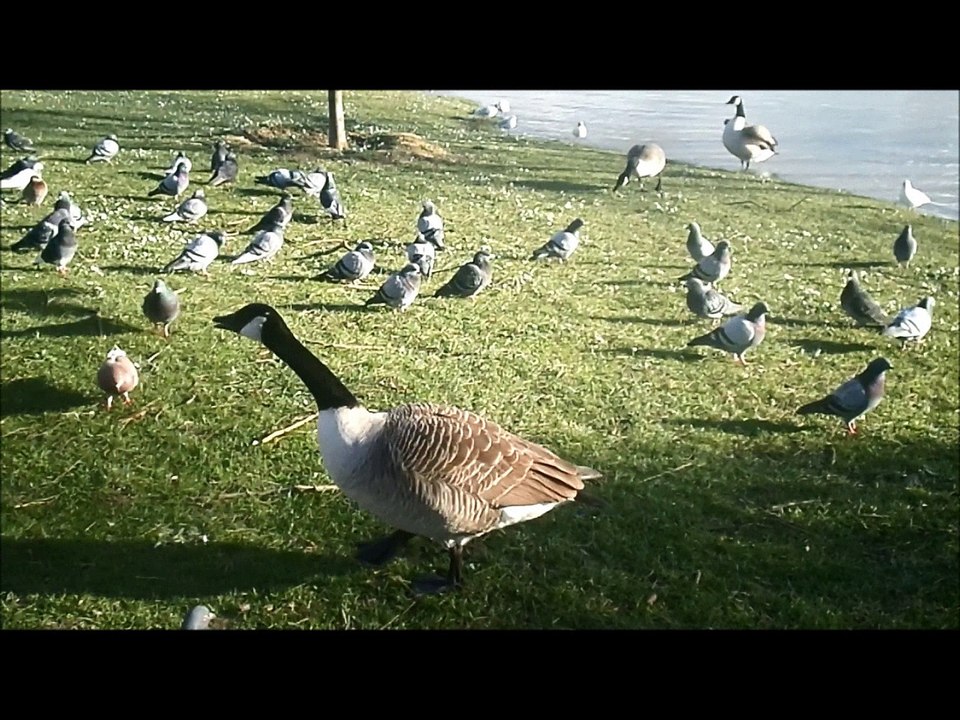 Oiseaux de la Marne