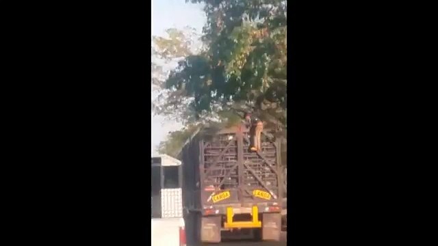 Captaron a hombre robando pollos mientras un camión iba en marcha