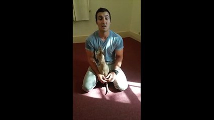 Un bébé kangourou trouve une poche