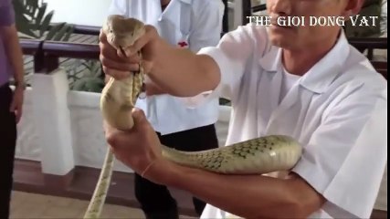 Hổ mang chúa và những lần giáp mặt với con người phần 2 - Thế giới động vật