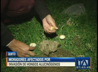 Moradores afectados por invasión de hongos alucinógenos
