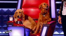 Mika promène ses chiens sur le plateau de The Voice ! - ZAPPING TÉLÉ DU 14/03/2016