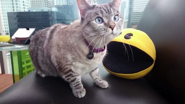 БЕДНЫЙ КОТ!!! Слишком много пикселей напали на кота Pixel Art cat