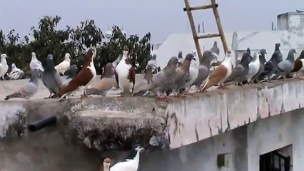 Shirazi Is my passions