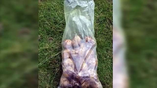 Как почистить ВЕДРО КАРТОШКИ за одну минуту Быстрый способ почистить картошку