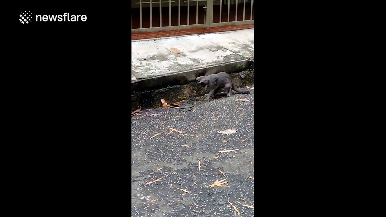 Cat attacks snake