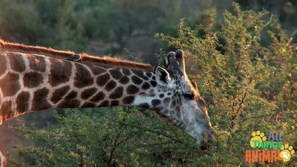 GIRAFFE Animals for children. Kids videos. Kindergarten  Preschool learning