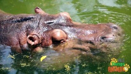 HIPPOS Animals for children. Kids videos. Kindergarten  Preschool learning