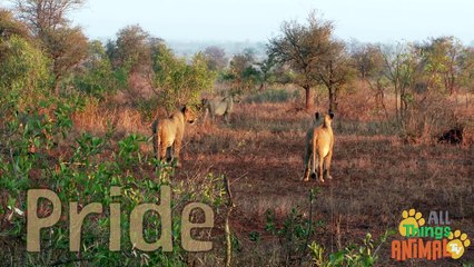 LIONS Animals for children. Kids videos. Kindergarten  Preschool learning