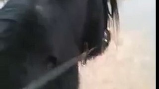 My horse playing with water