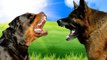 Rottweiler vs German Shepherd FACTS