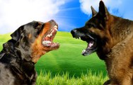 Rottweiler vs German Shepherd FACTS