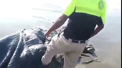 strange sea creature found on the beach of acapulco mexico