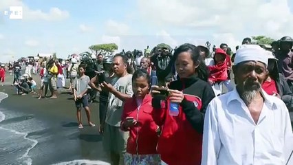 Un enorme cachalote muerto se convierte en atracción en Bali