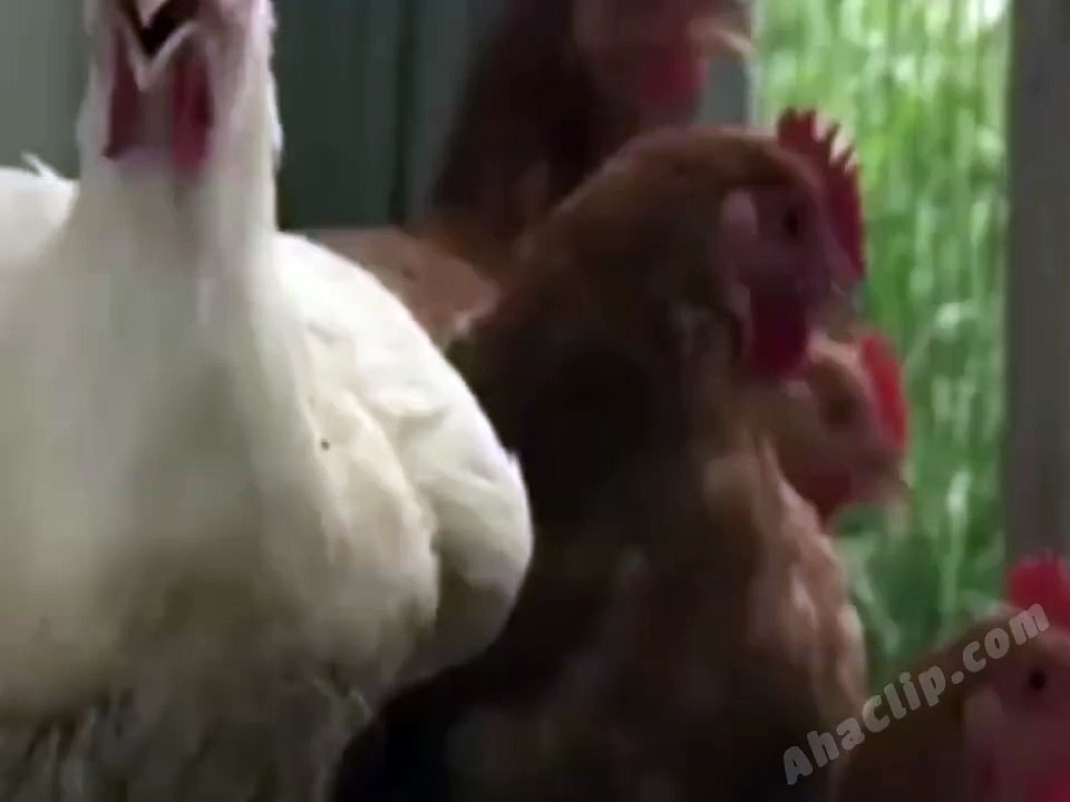 Aha ... chickens