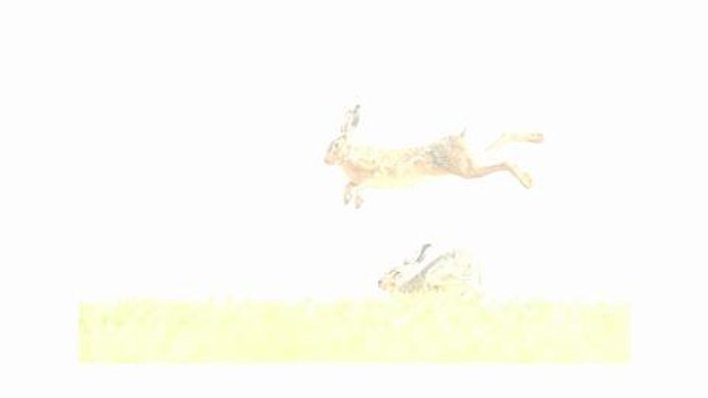 Lièvres sur le ring