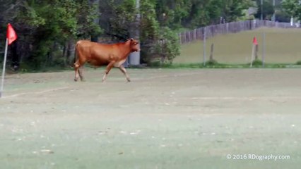 Vaca invade campo de futebol na Austrália