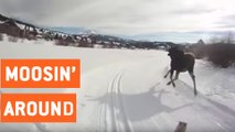 Skier and His Dog Chased By Moose | Wild Moose Chase