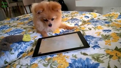 Funny Dogs Acting Like Humans Compilation 2016