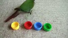 The Most intelligent bird in india