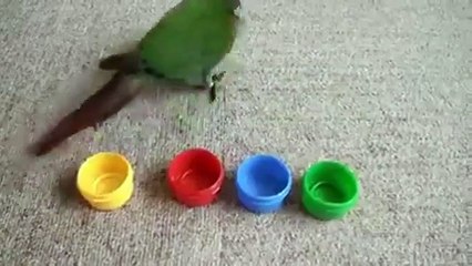 The Most intelligent bird in india