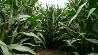 Corn Labyrinth