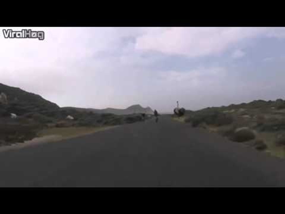 Cyclists chased by an Ostrich in South Africa