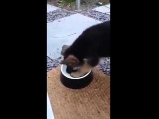 Confused puppy digs for a bone