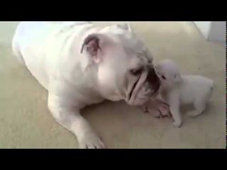 Bulldog mom teaches her pup first steps