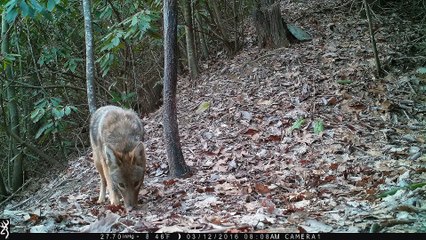Handsome Coyote at trail cam: Hendersonville, NC