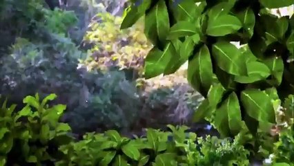 Coração Indomável - Capítulo 55 - 08/05/15 (Dublado - Completo - HDTV) - SEM CORTES