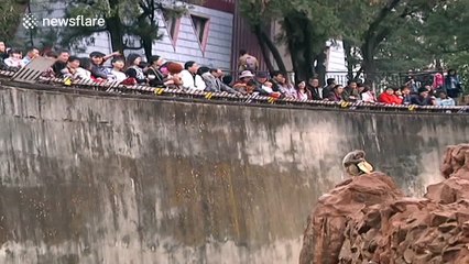 Monkey plays with mobile phone after tourist drops it into enclosure