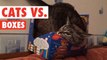 Cats in Boxes || Cats VS Boxes Funny Pet Compilation