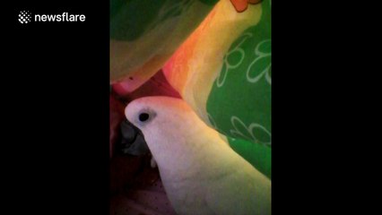 Meet the parrot who sleeps in a bed with its owner