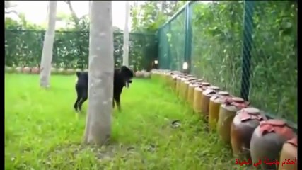 Dog vs Snake  ► Real Fight