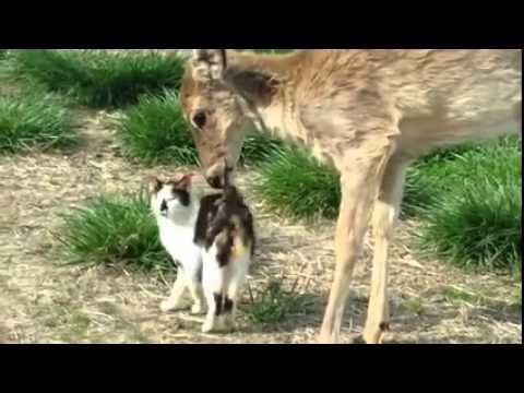 WHITETAIL DEER LICKS CALICO CAT