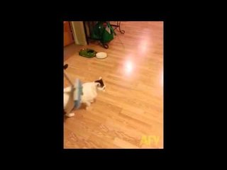 This cat has invented a brand new sport for himself, LOL