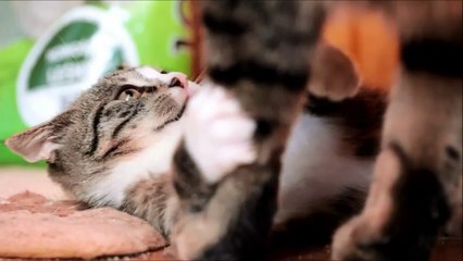 The Cutest Compilation of Cat Meows Ever 1