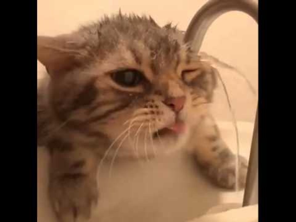 Cat is Broken