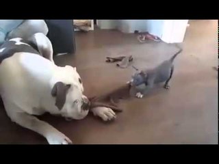 There's All Kinds Of Leg Up With The Habit