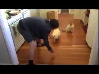 Your cat might be cool, but it'll never be this cool!