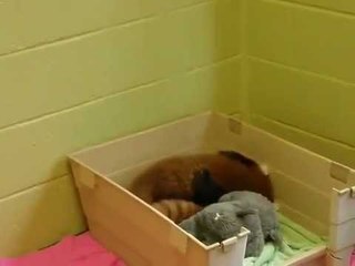 Red Panda babies being adorable