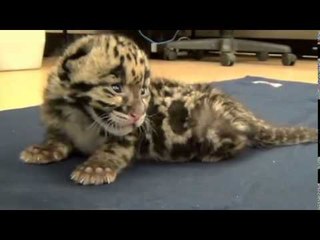 Baby tiger Well, this is the cutest thing I've seen all day