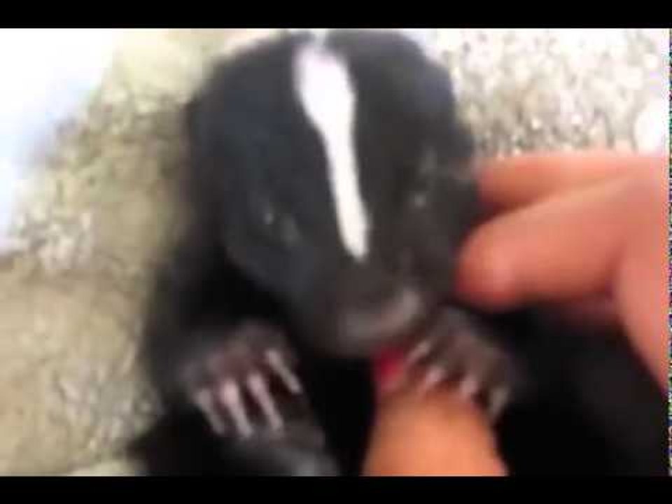 Tiny Baby Skunk
