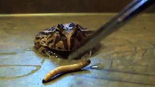 Cornuta x Cranwelli ( Fantasy frog )