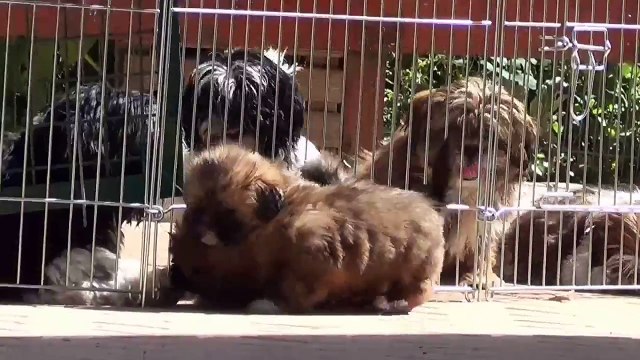 Chiots LHASSA APSO du Clos des AVN