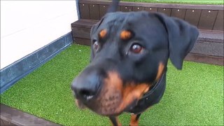 Dogs Trust Manchester - Susan